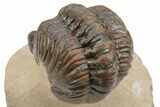 Partially Enrolled Reedops Trilobite - Aatchana, Morocco #235691-5